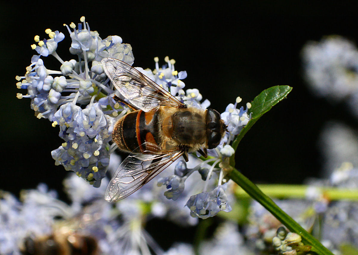 Collettes sp.? No. Femmina di Eristalis tenax